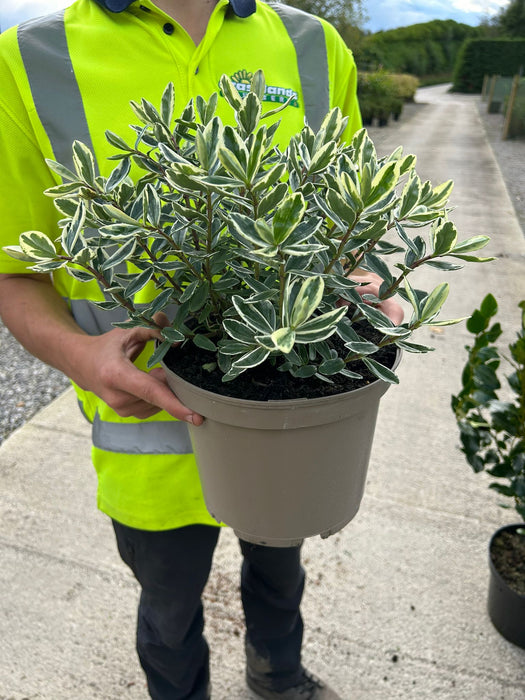 Hebe Fran Variegata 5 Litre Pot