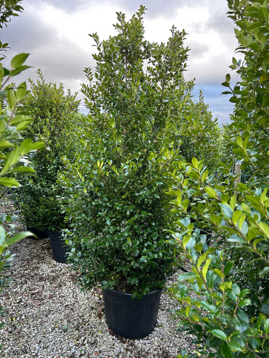 Ilex Meserveae Blue Maid 90 Litre Specimen 230/250cm