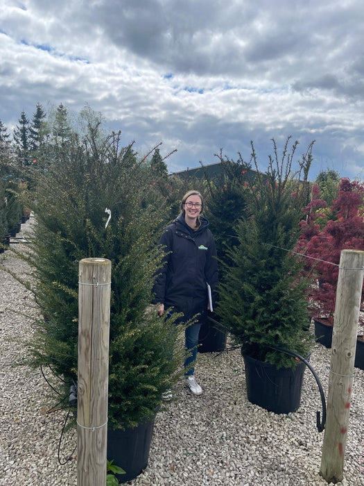 Yew Hedging 70 Litre Potted 160cm Extra Wide