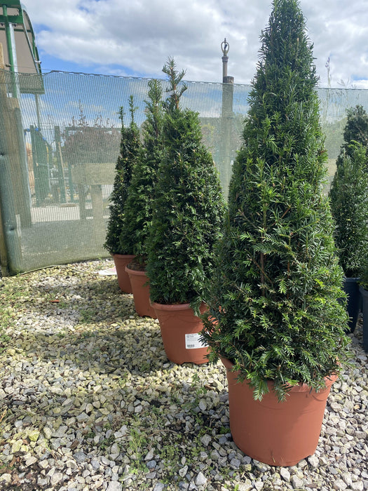 Taxus Baccata Cone 10 Litre Pot 75/80cm