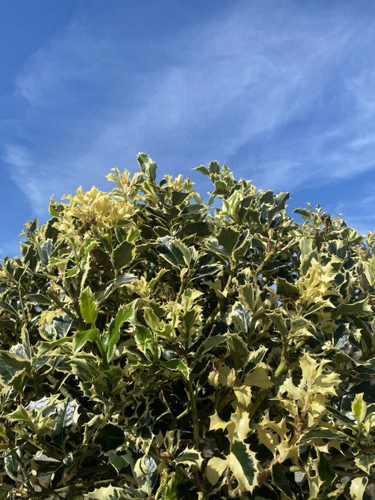 Ilex Aquifolium Argentea Marginata 35 Litre 1/2 Standard