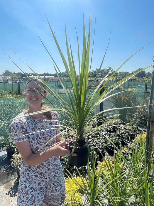 Cordyline Australis 3 Litre Pot