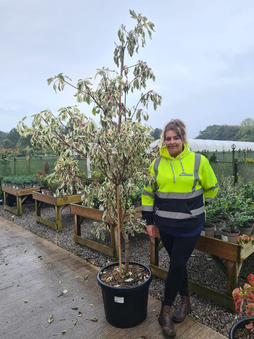 Cornus controversa Variegata 50 Litre Pot 190/200cm Tall