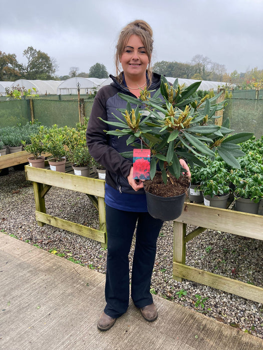 Rhododendron Hybrid Vulcan Flame 5 Litre Pot