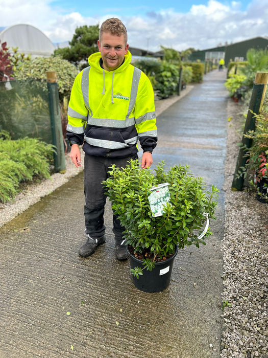 Azalea japonica Luzi 20 Litre Pot