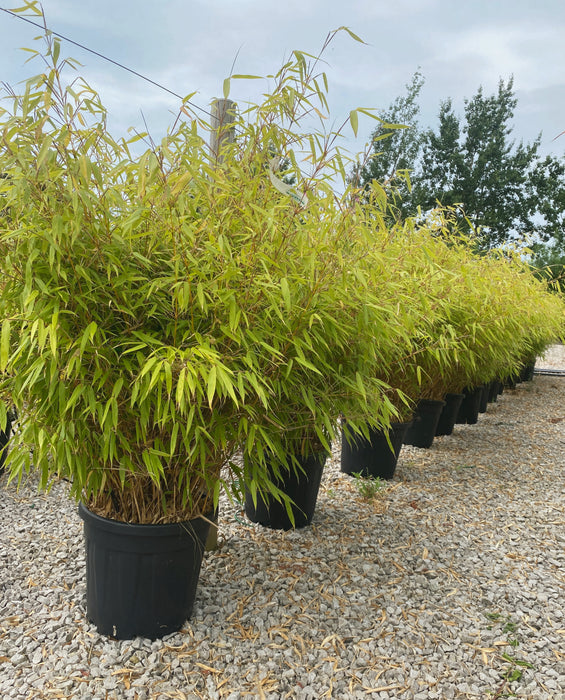 Bamboo Fargesia Ruffa 20 Litre Pot