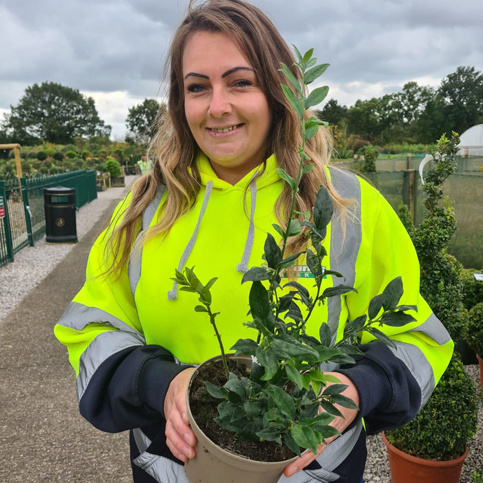 Sarcococca Confusa 2 Litre Pot