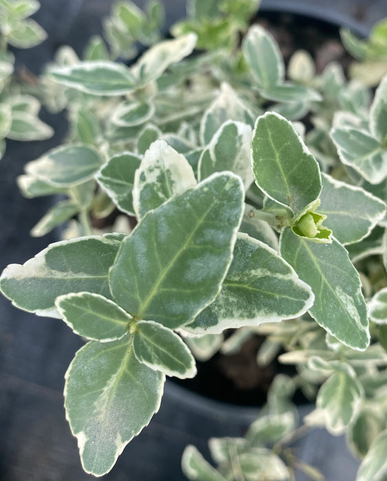 Euonymus Emerald Gaiety 2 Litre Pot