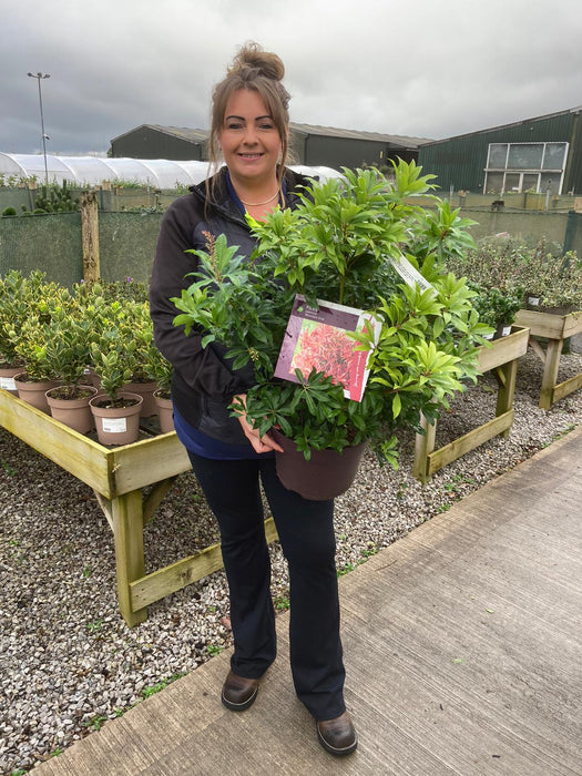 Pieris Japonica Mountain Fire 7.5 Litre Pot