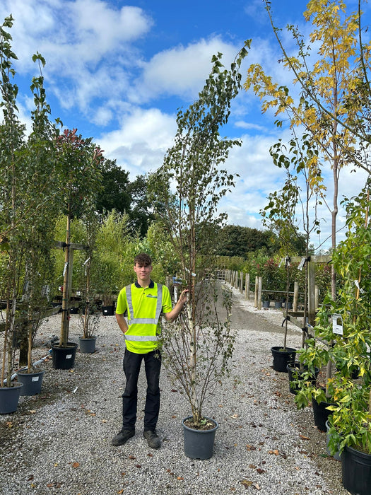 Betula Pendula Fastigiata Joes 15 Litre Pot