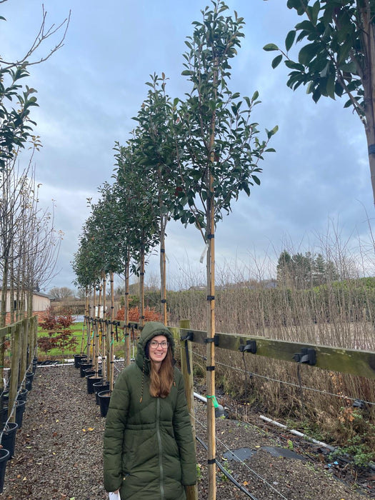 Photinia Red Robin Full Standard 45 Litre Pot 8/10 cm Girth 180cm Stem