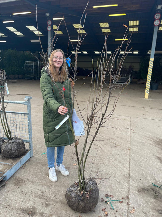 Amelanchier Lamarckii Multi Stem 150/175cm Rootballed