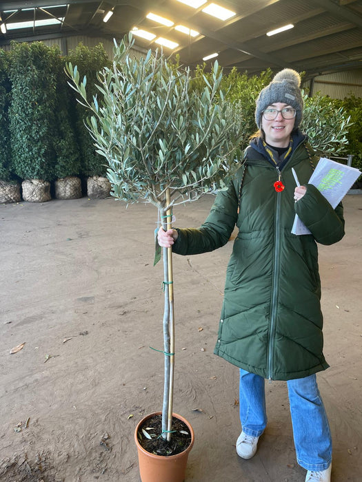 Olea Europea - Olive 1/2 Standard 7 Litre Pot 100 cm Stem