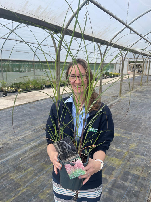 Miscanthus Red Chief 2 Litre Pot