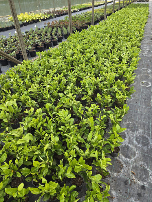 Cherry Laurel Hedging 9cm Pot