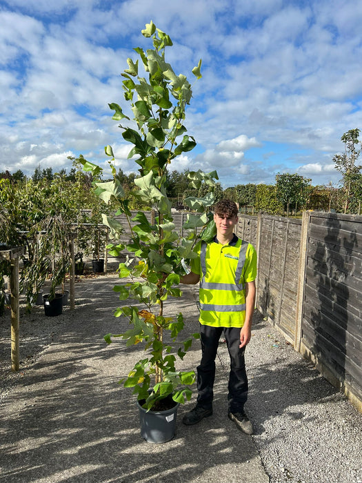 Liriodendron tulipifera 15 Litre Pot