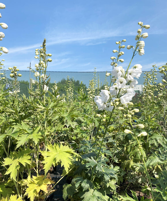 Delphinium Galahad 3 Litre Pot