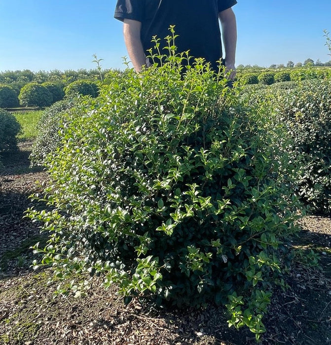 Osmanthus Burkwoodii Root Ball Topiary Ball 120cm Wide Dug To Order