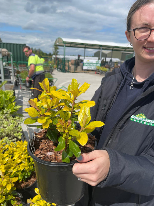 Escallonia Golden Ellen 3 Litre Pot