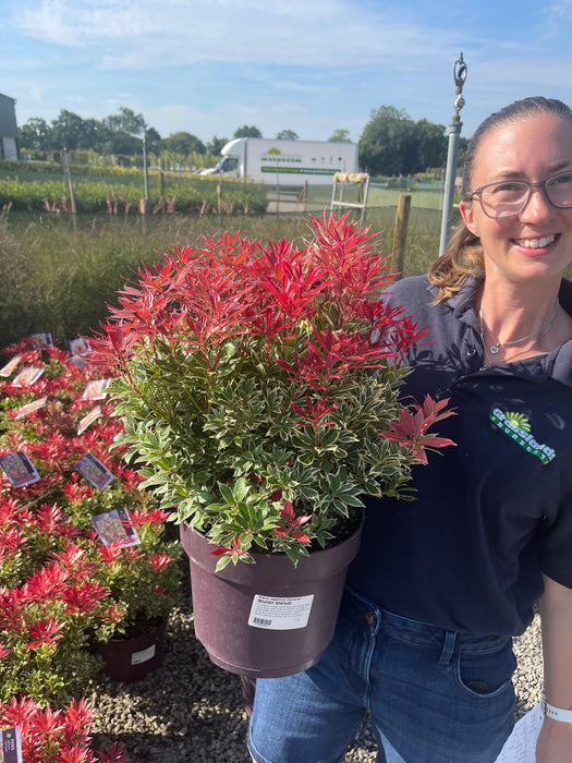 Pieris Japonica Carnival 7.5 Litre Pot