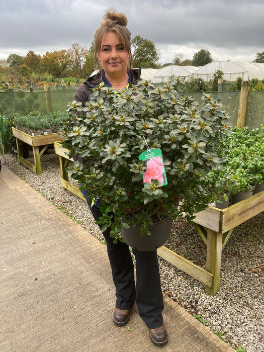 Azalea Japonica Laura Moorland 15 Litre Pot