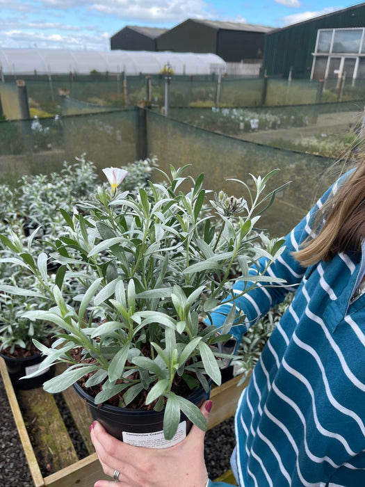 Convolvulus Cneorum 3 Litre pot