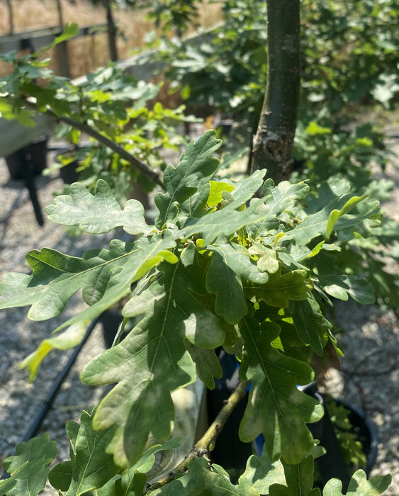 Quercus Robur Rootballed Standard 6-8cm Girth Delivery November