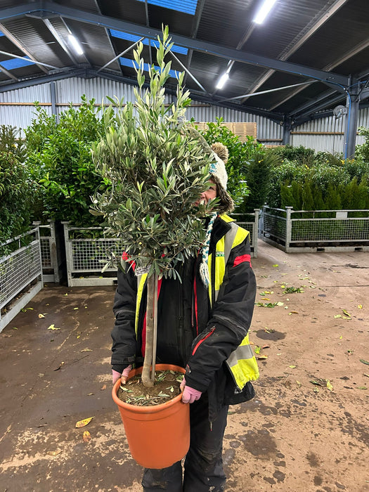 Olea Europea - Olive 1/4 Standard 7 Litre Pot 40cm Stem