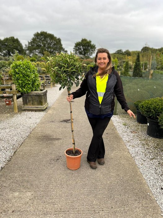 Photinia x Fraseri Red Robin Half Standard 9 Litre