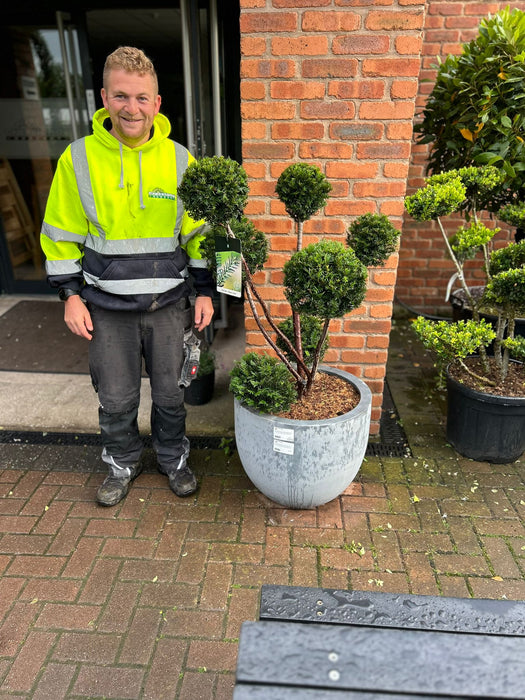 Yew - Taxus Baccata Multi Ball Cloud Tree in a Deco Pot