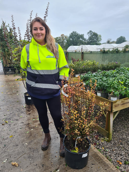 Berberis thunbergii Orange Torch 20 Litre Pot 90cm