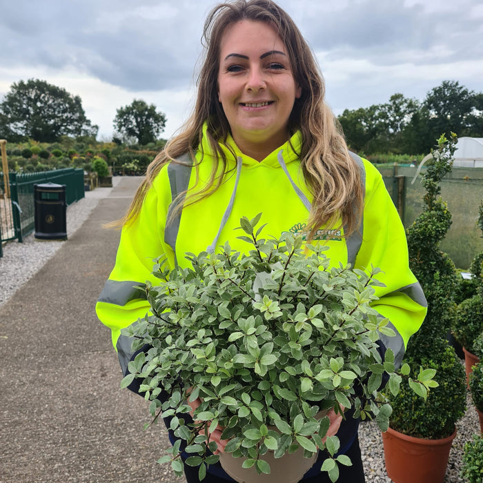 Pittosporum Tenuifolium Silver Ball 5 Litre Pot