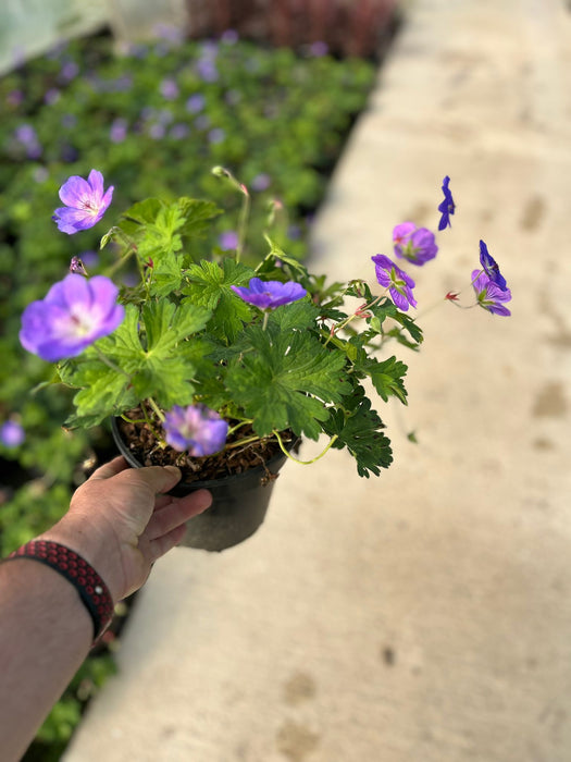 Geranium Rozanne 3 Litre Pot