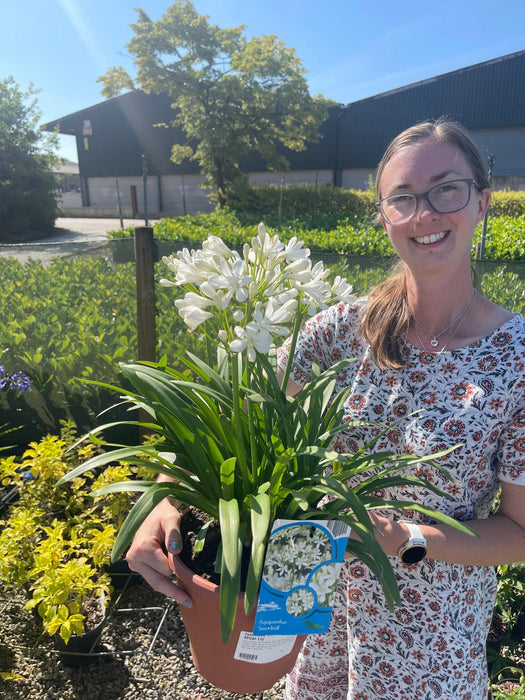 Agapanthus Snowball 5 Litre Pot