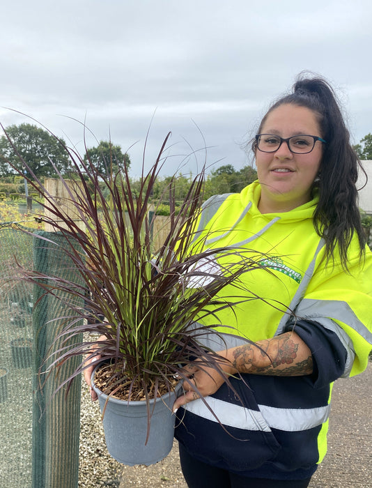 Pennisetum Setaceum Rubrum 4.5 Litre Pot