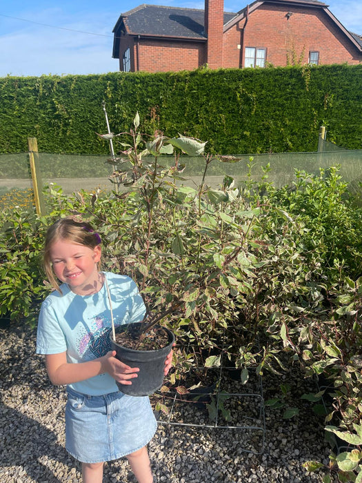 Cornus alba Miracle 3 Litre Pot