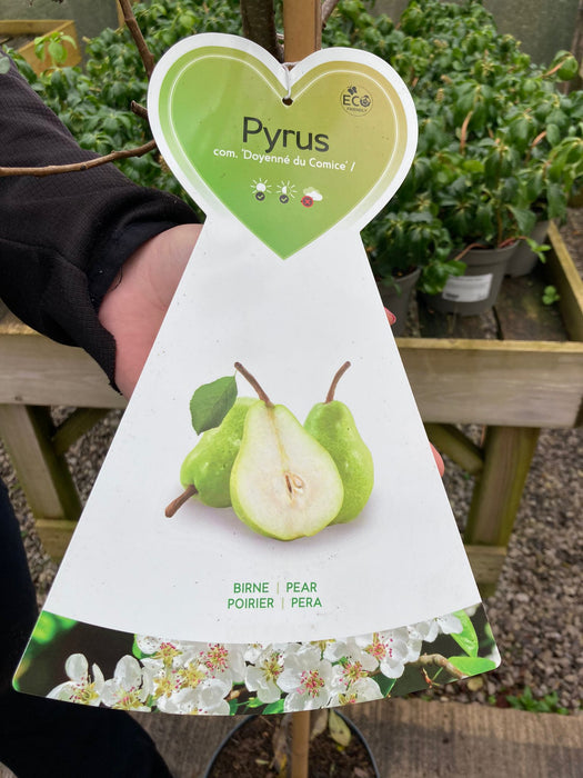 Pear Doyenne Du Comice 7.5 Litre Pot Half Standard