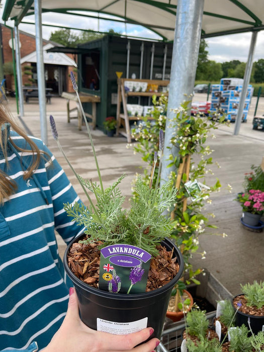 Lavender Christiana 3 Litre Pot