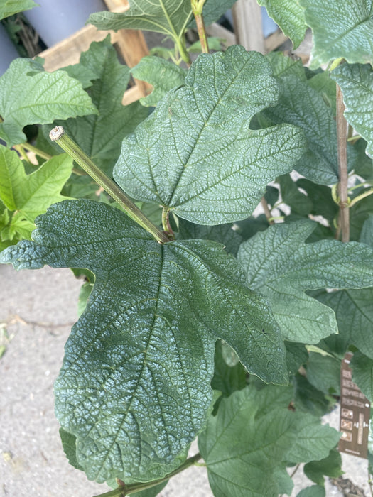 Viburnum opulus Roseum 10 Litre Pot