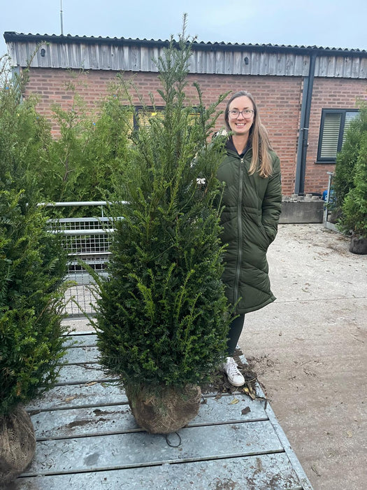 Yew Hedging 140/150cm Extra Wide Root Ball