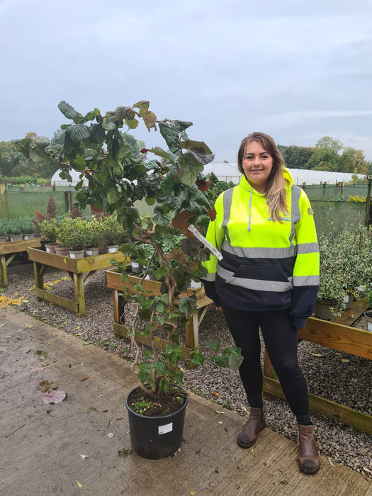 Corylus Red Majestic 20 Litre Pot 140/150cm Tall