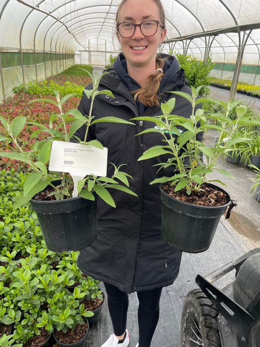 Buddleja d. Reve Papillon Lavender 3 Litre Pot