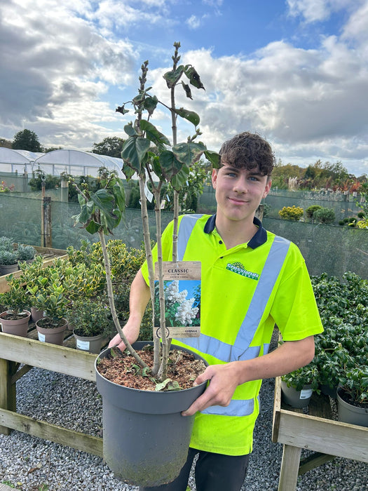 Syringa Madame Lemoine 12 Litre Pot 80/100cm