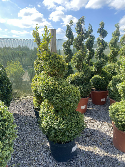 Buxus Or Box Spiral 10 Litre Pot 90-100cm