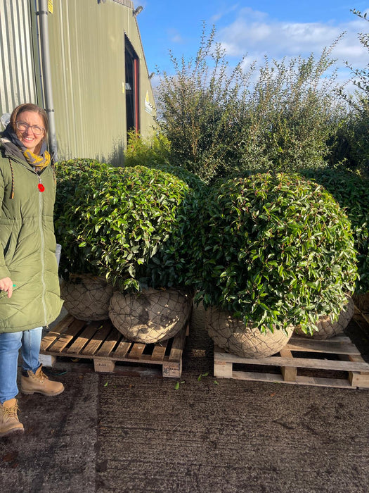 Prunus Lusitanica Angustifolia Root Ball Topiary Ball 90/100cm Wide