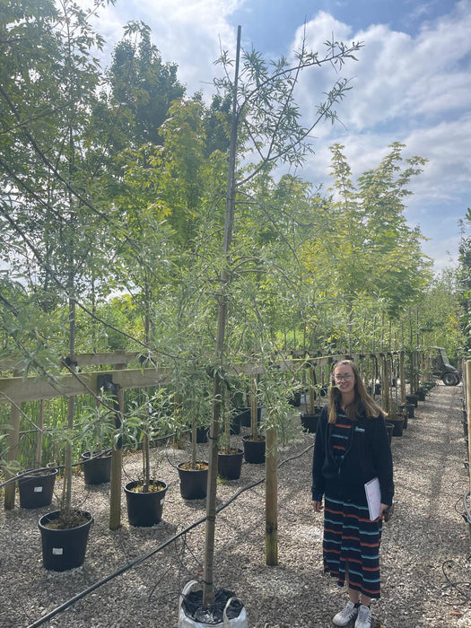 Pyrus salicifolia Pendula Heavy Standard 8/10cm Girth