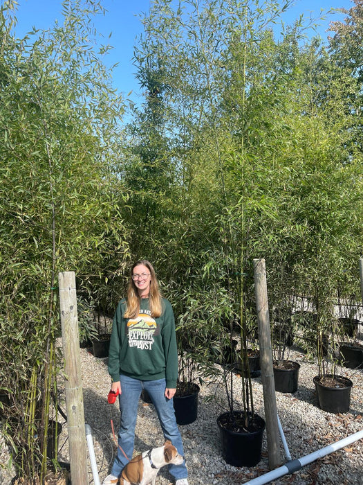 Bamboo Phyllostachys Nigra 35 Litre Pot 300-350cm