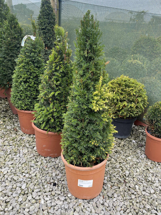 Yew Cone 60/70cm