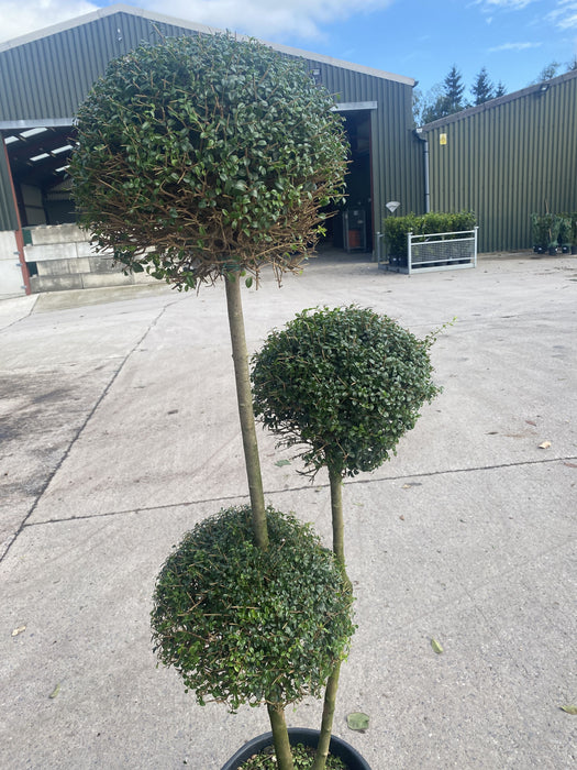 Ligustrum Delavayanum 3 Ball Pom Pom - 25 Litre Pot