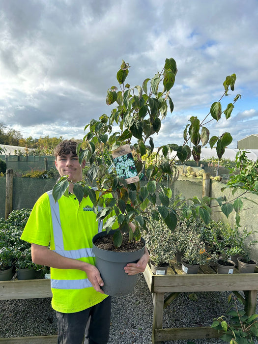 Cornus Kousa China Girl 12  Litre Pot 80/100cm Tall